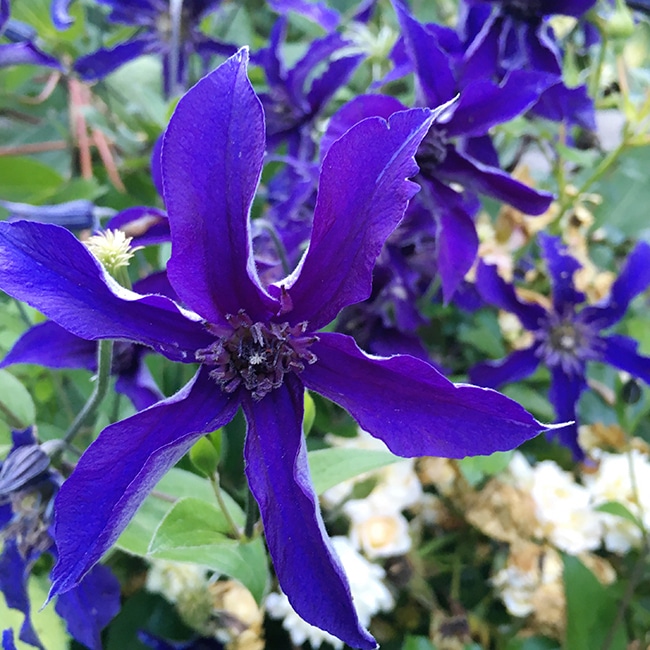 'Sapphire Indigo'  clematis