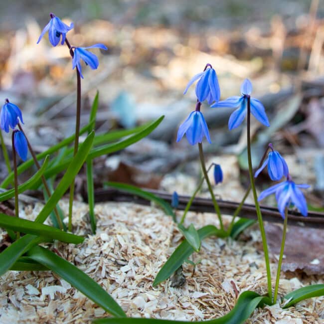 Scillia blue flower