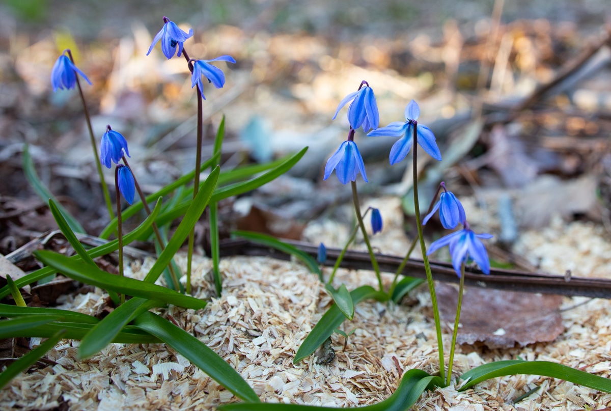 Scillia blue flower