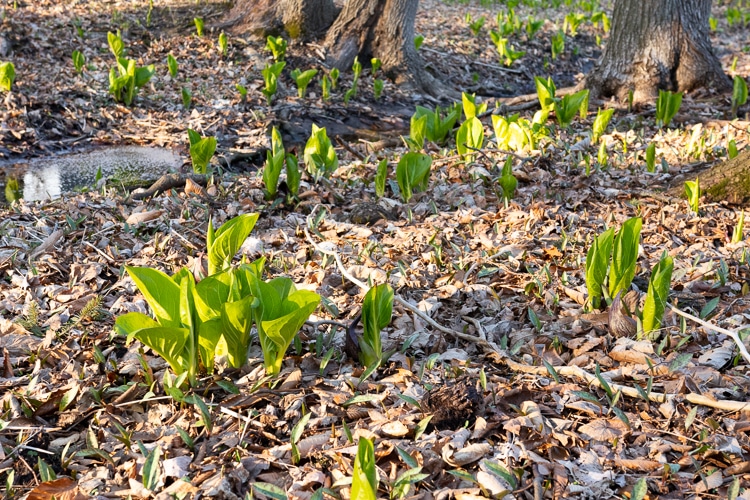 skunk cabbage in woods