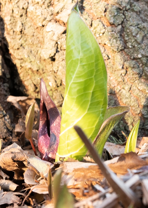 skunk cabbage