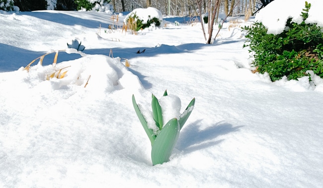 Allium in the snow