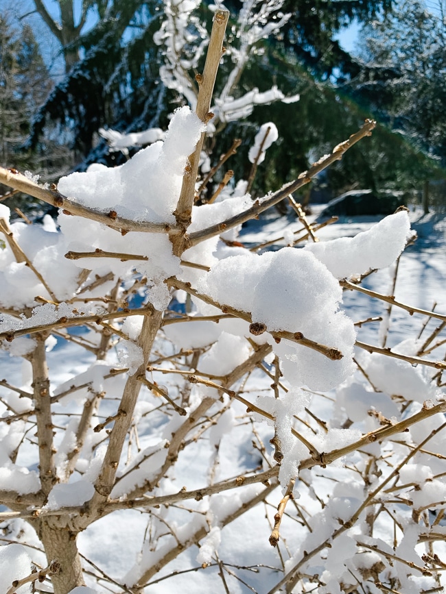 spring snowfall on ginkgo.