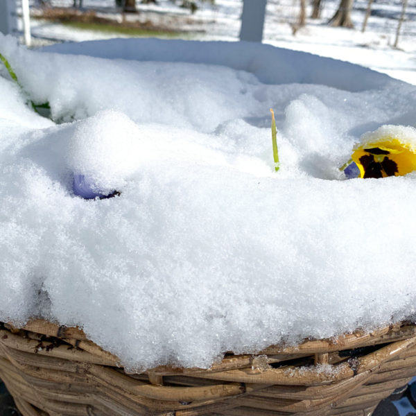 snow covered pansies