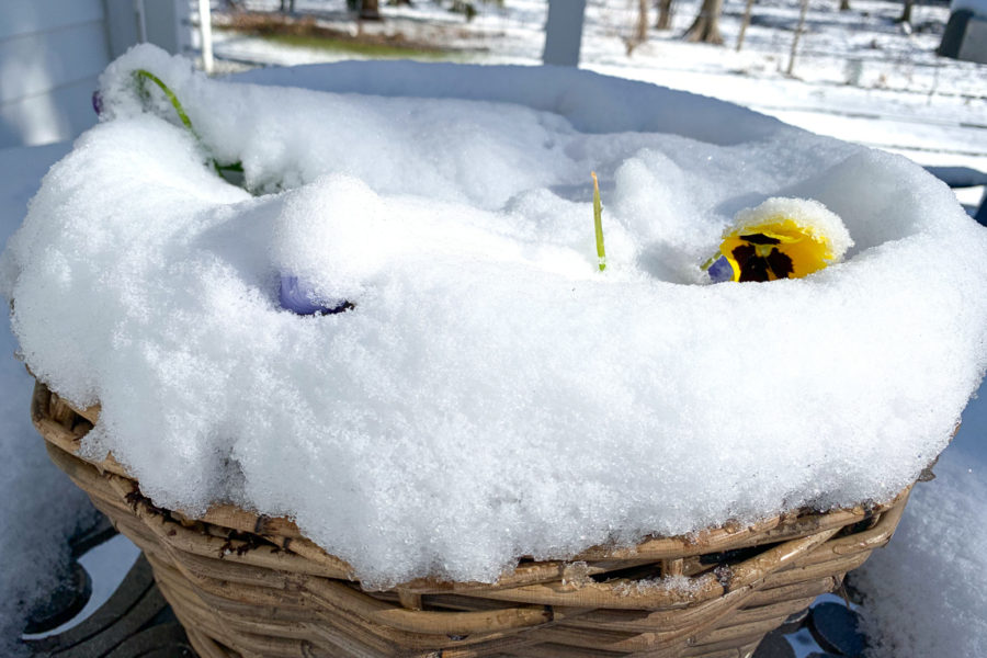 snow covered pansies