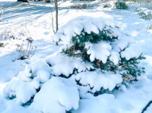spring snowfall