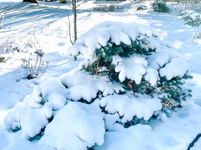 spring snowfall