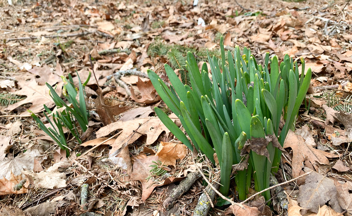 daffodils pushing out of soil