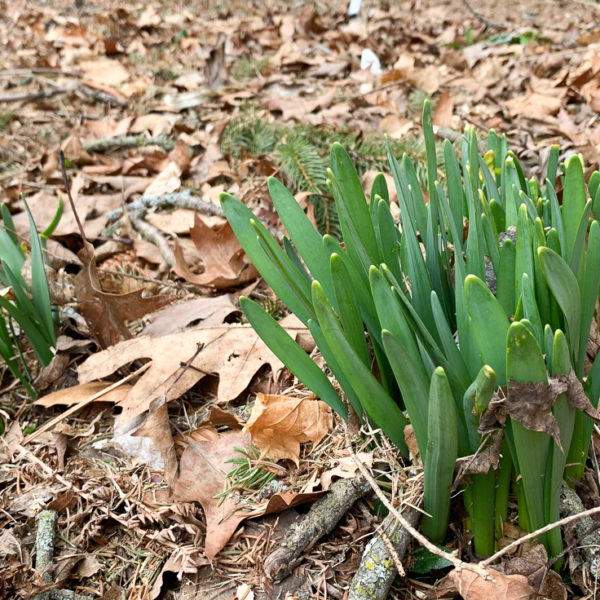 daffodils pushing out of soil