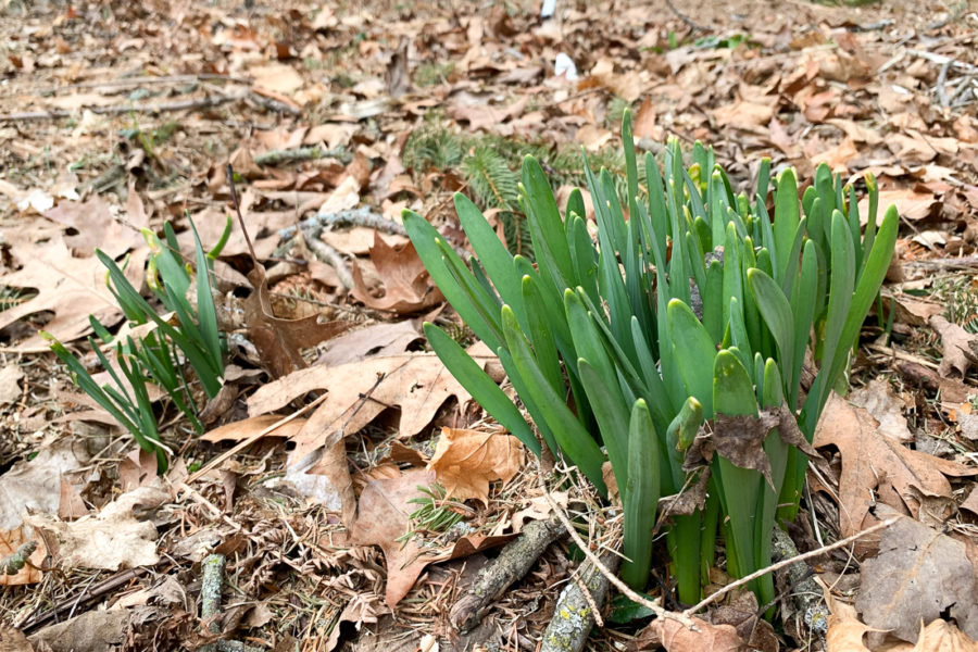 daffodils pushing out of soil