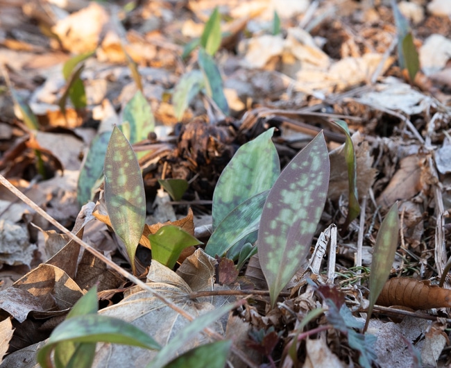 trout lily leaves