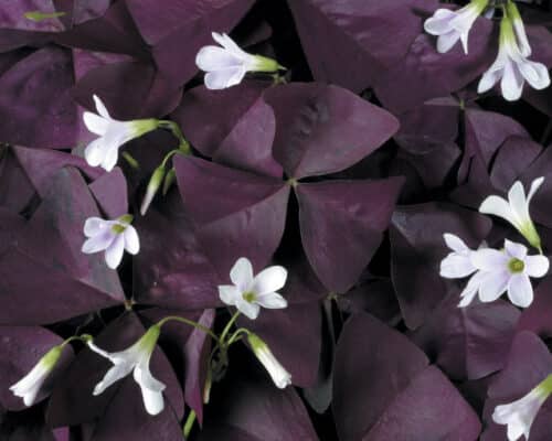 Purple oxalis