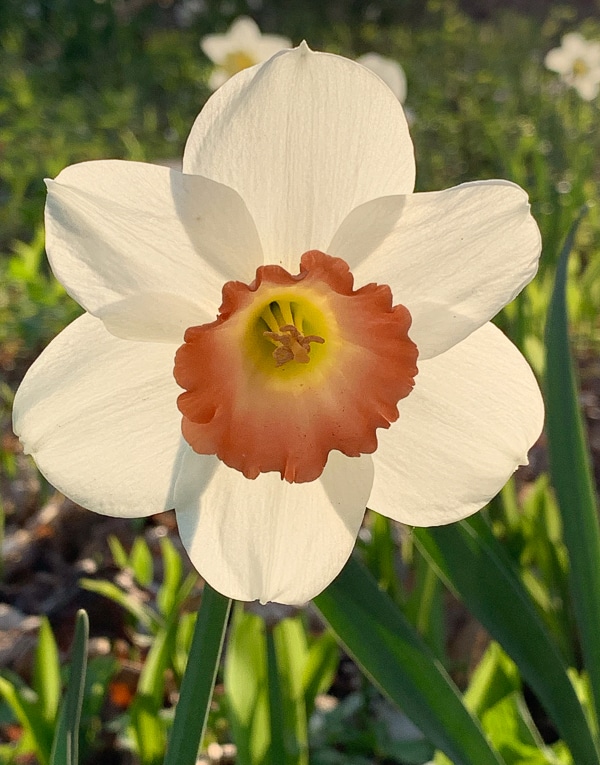 Backlit daffodil