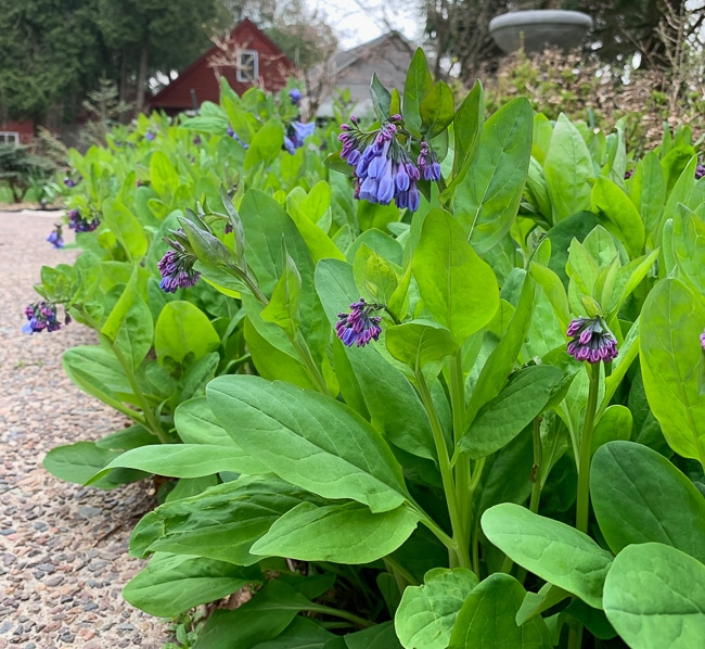 Virginia bluebells