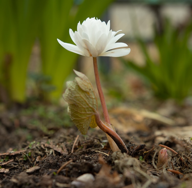 Double bloodroot