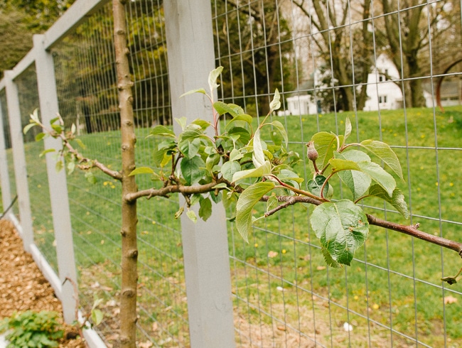 espalier apple tree