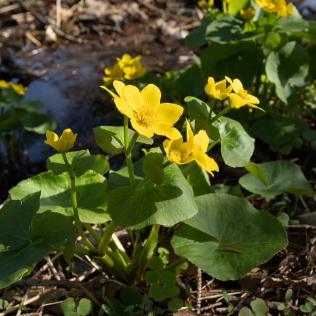 marsh marigold