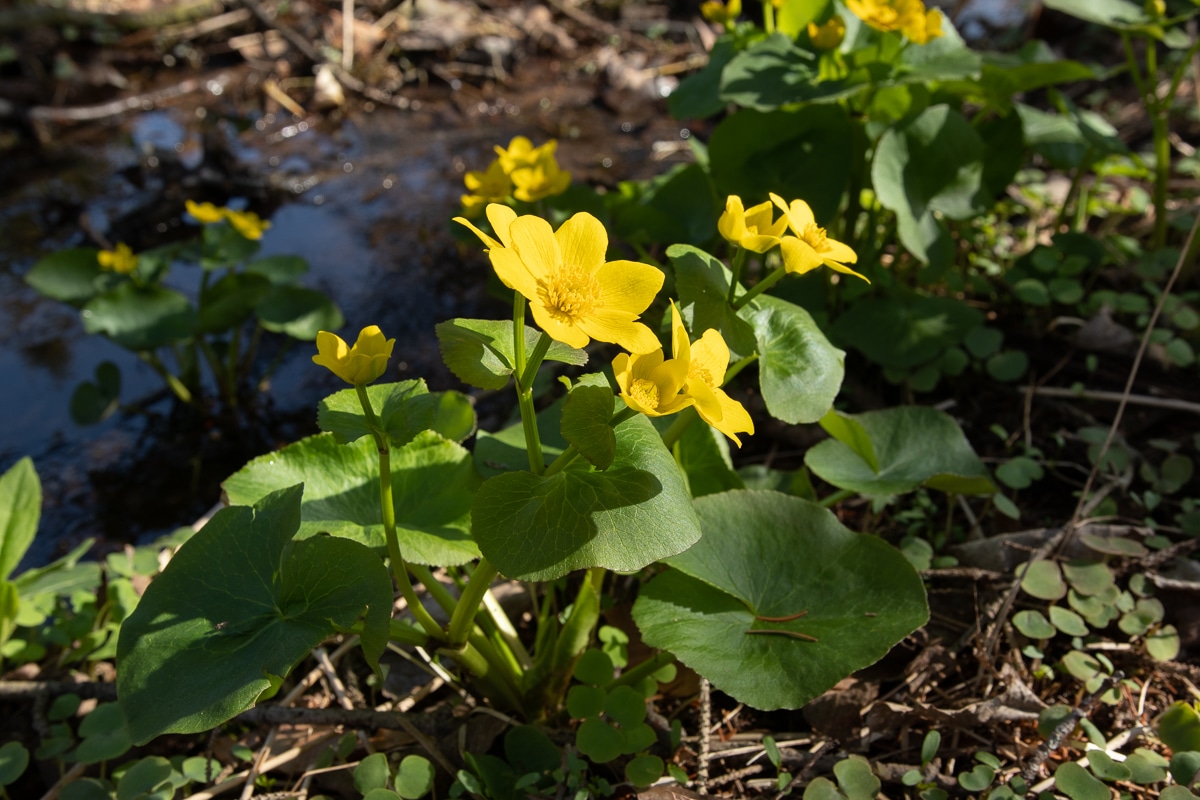 Marsh marigold