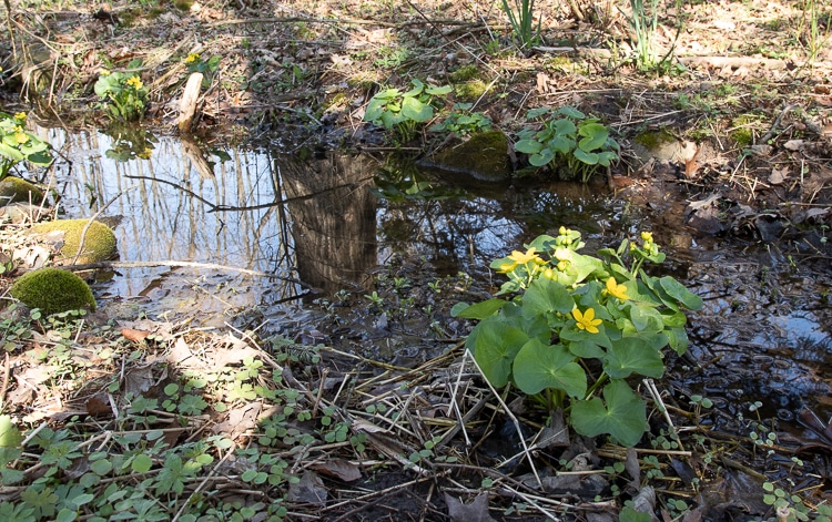 Marsh marigold