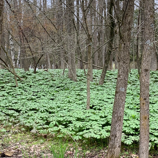 Mayapples