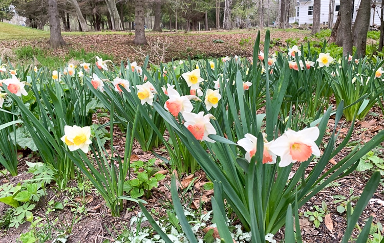 pink daffodils