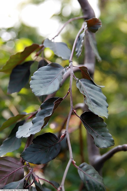 purple weeping beech