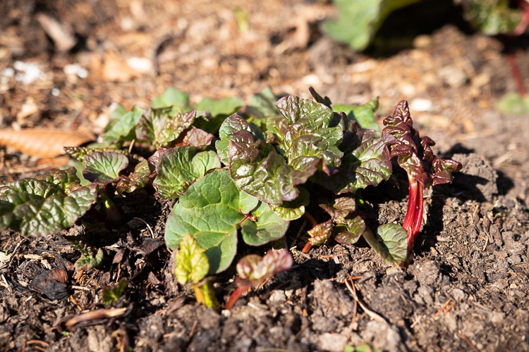 Rhubarb