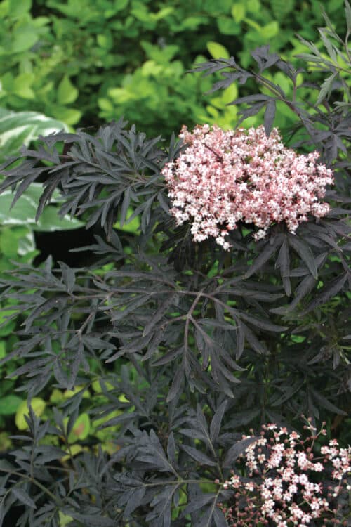 Black Lace elderberry