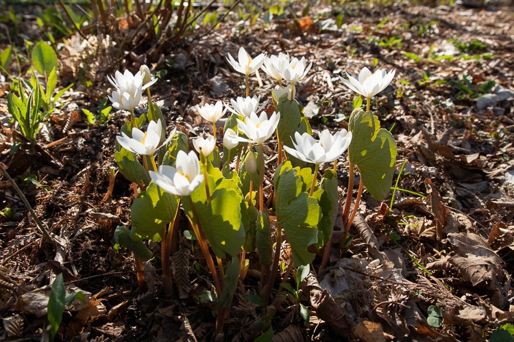 Bloodroot