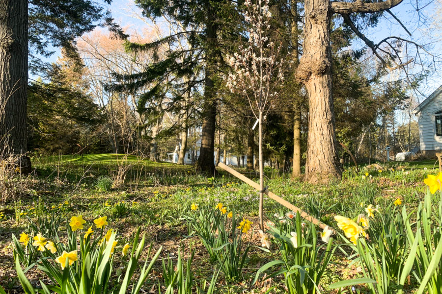 how to plant a tree