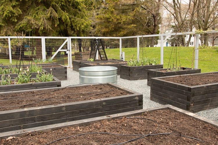 raised bed vegetable garden