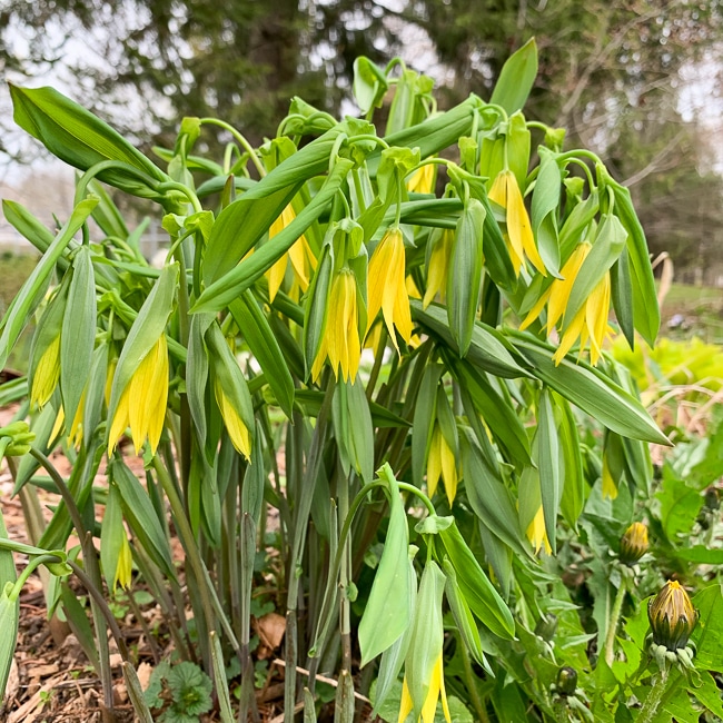  Uvularia grandiflora (aka large flowered bellwort) 