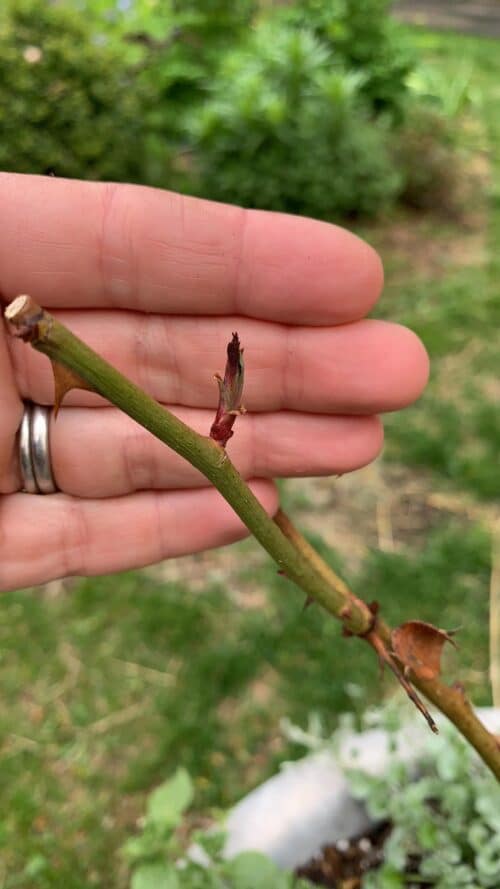 winter loss rose bud