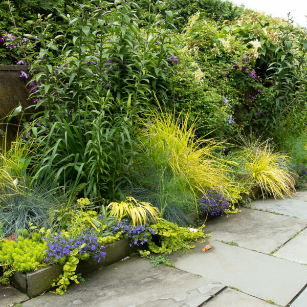 blue yellow border garden