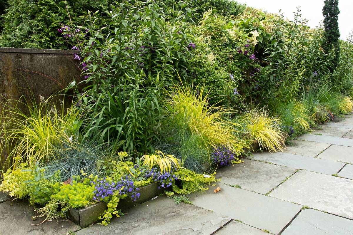 blue yellow border garden