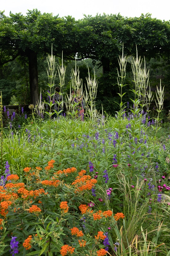 Butterfly weed at Chanticleer