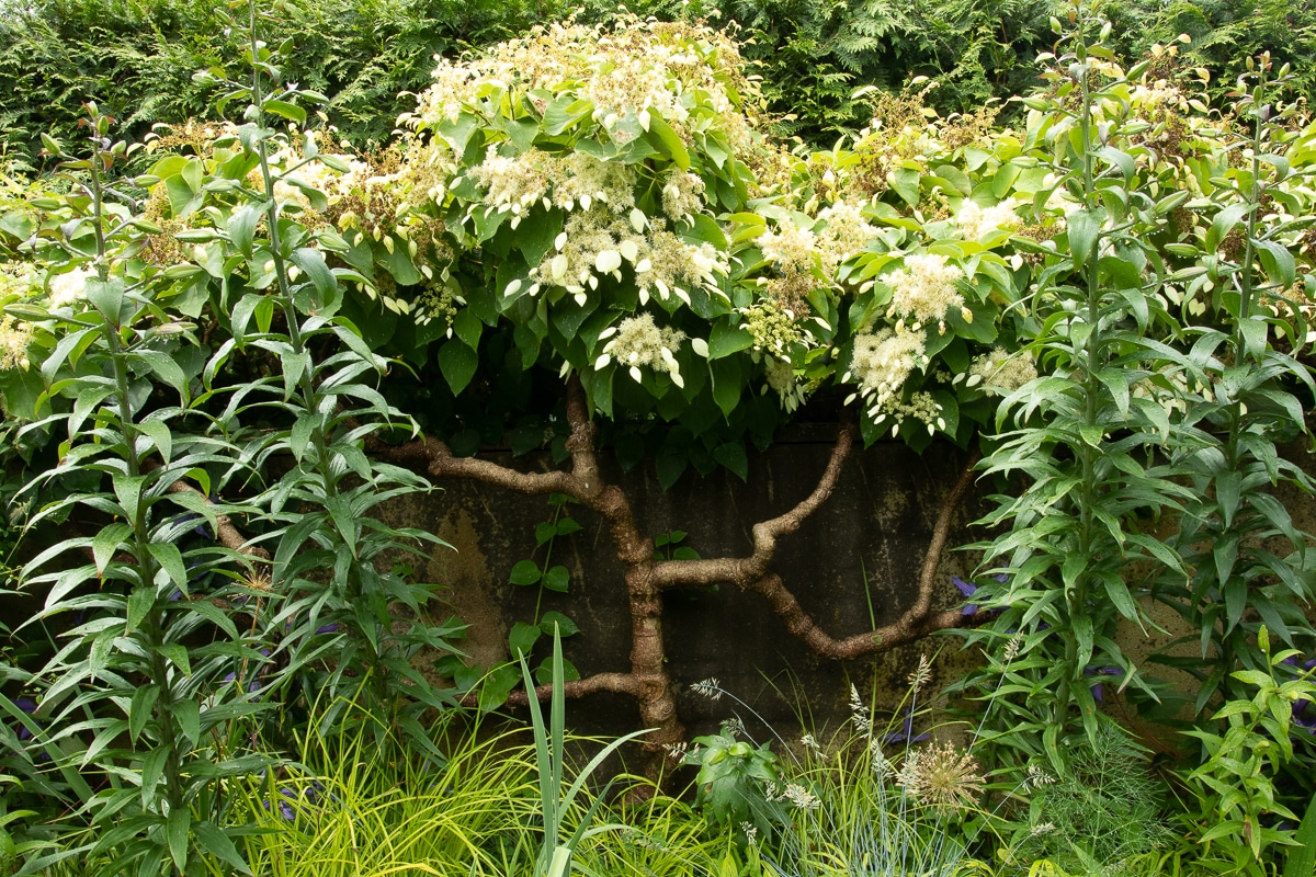 false hydrangea vine