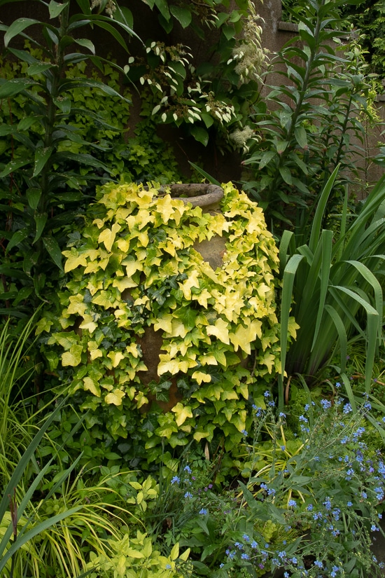 ivy covered pot