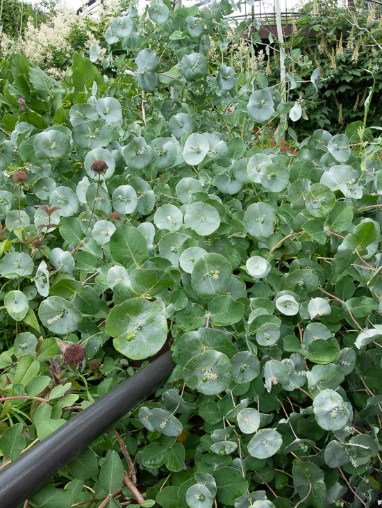 'Kintzley's Ghost' honeysuckle