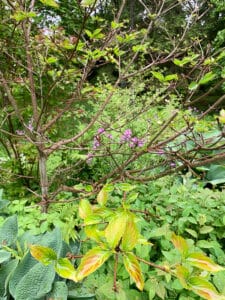 dogwood venus