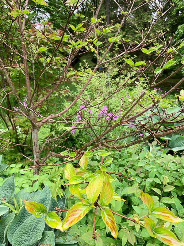 dogwood venus winter loss