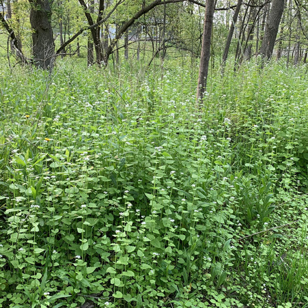 flowering garlic mustard weed