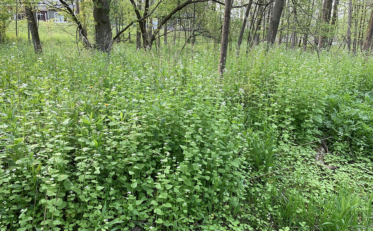 flowering garlic mustard weed