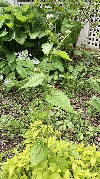 single garlic mustard weed