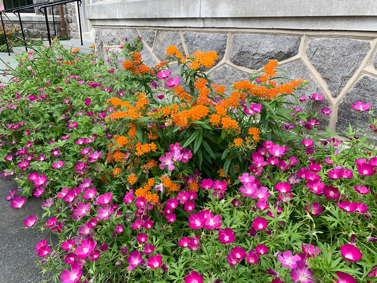 butterfly weed at Stoneleigh