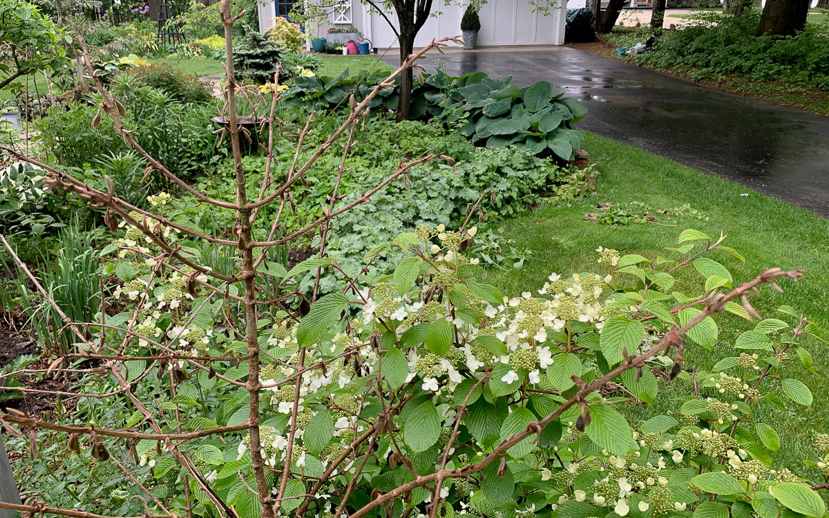 dead viburnum