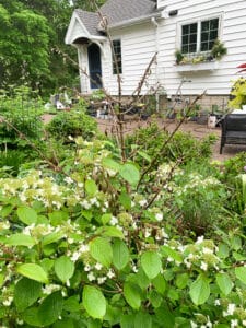viburnum with botrytis