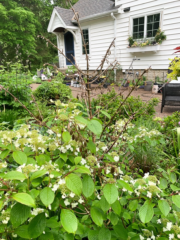 viburnum with botrytis winter loss