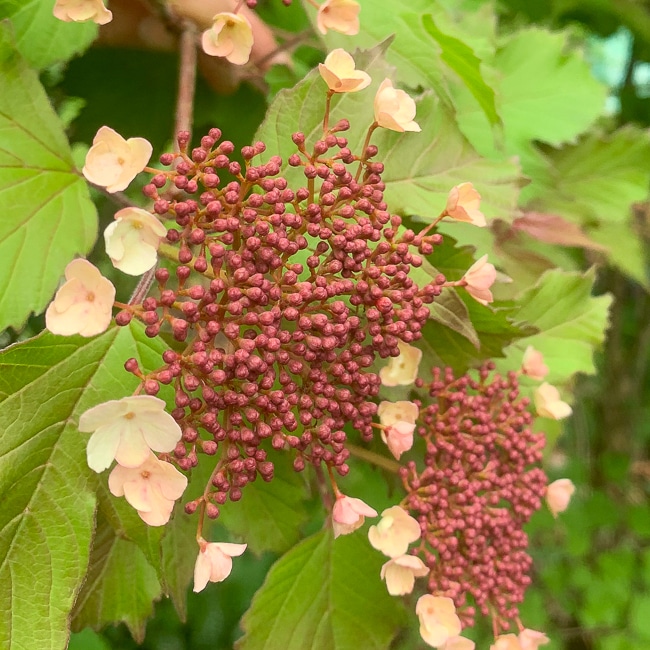 Flower closeup viburnum onondaga