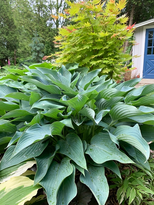 blue hosta